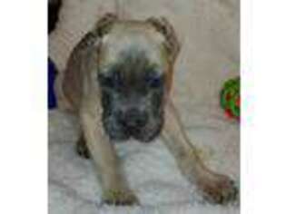 Cane Corso Puppy for sale in Zanesville, OH, USA