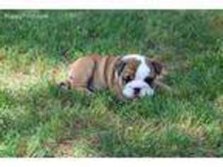 Bulldog Puppy for sale in Everton, AR, USA