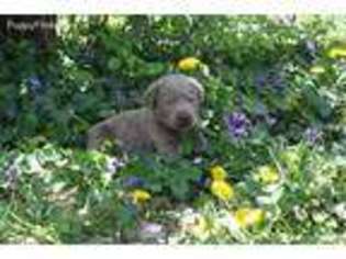 Labrador Retriever Puppy for sale in Bellefontaine, OH, USA