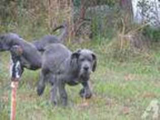 Great Dane Puppy for sale in TAMPA, FL, USA