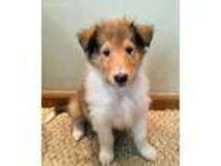 Collie Puppy for sale in Lewis Center, OH, USA