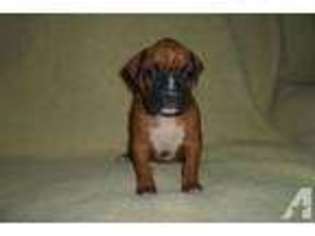 Boxer Puppy for sale in LANDENBERG, PA, USA