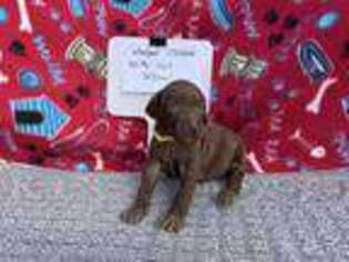 German Shorthaired Pointer Puppy for sale in Aynor, SC, USA