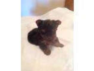 Yorkshire Terrier Puppy for sale in EXETER, MO, USA