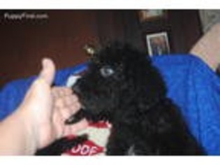 Schnoodle (Standard) Puppy for sale in Diamond, OH, USA