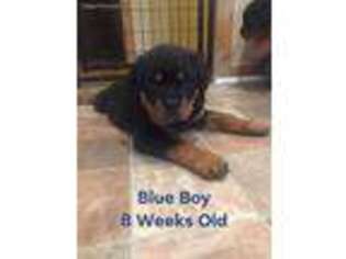 Rottweiler Puppy for sale in Monrovia, IN, USA