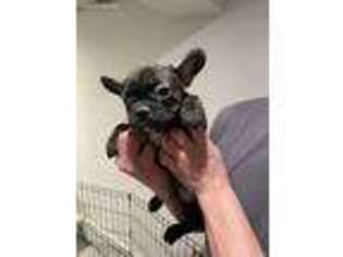 French Bulldog Puppy for sale in Cliffside Park, NJ, USA