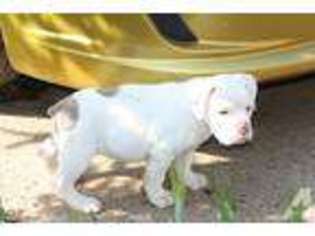 Olde English Bulldogge Puppy for sale in NOKESVILLE, VA, USA