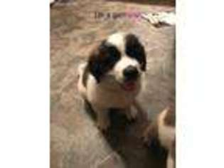 Saint Bernard Puppy for sale in Mansfield, OH, USA