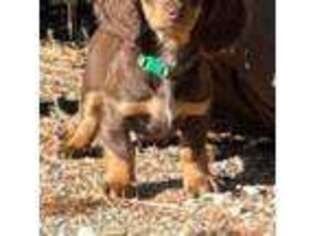 Dachshund Puppy for sale in Broomfield, CO, USA