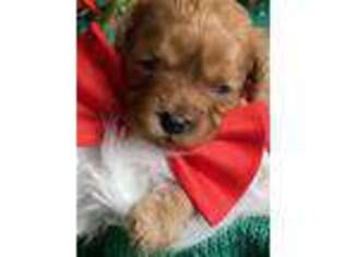 Cavapoo Puppy for sale in Lewistown, MT, USA
