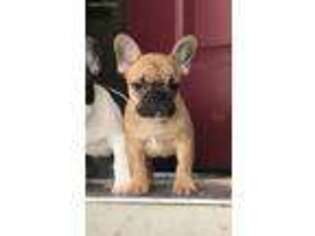 French Bulldog Puppy for sale in Byron, MN, USA