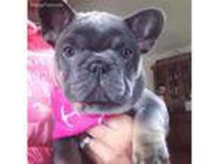 French Bulldog Puppy for sale in Spencer, IN, USA
