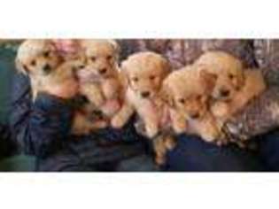 Golden Retriever Puppy for sale in West Newfield, ME, USA