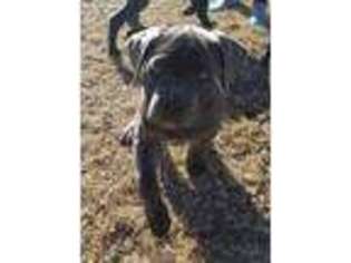 Cane Corso Puppy for sale in Carney, OK, USA