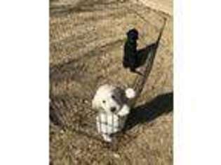 Goldendoodle Puppy for sale in Alvarado, TX, USA