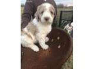 Goldendoodle Puppy for sale in Talala, OK, USA
