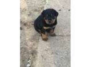 Rottweiler Puppy for sale in Prince Frederick, MD, USA