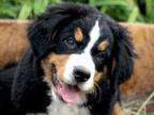 Bernese Mountain Dog Puppy for sale in Colrain, MA, USA