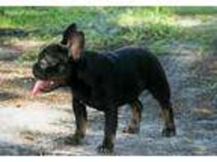 French Bulldog Puppy for sale in Deltona, FL, USA