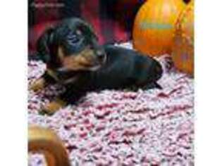 Dachshund Puppy for sale in Berwick, PA, USA