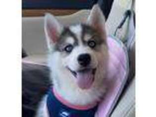 Siberian Husky Puppy for sale in Monterey Park, CA, USA