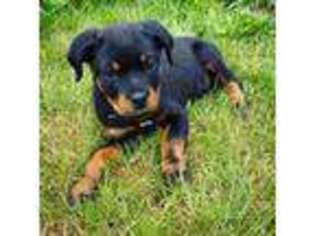 Rottweiler Puppy for sale in Oregon City, OR, USA