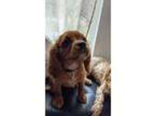 Cavalier King Charles Spaniel Puppy for sale in Palm Bay, FL, USA