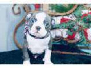 Boston Terrier Puppy for sale in Holden, MO, USA