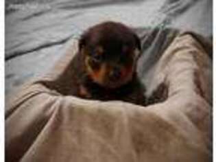 Rottweiler Puppy for sale in Decatur, IL, USA