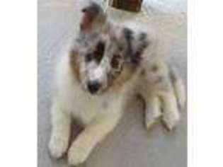 Shetland Sheepdog Puppy for sale in Kansas City, MO, USA