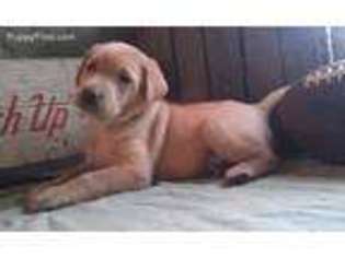 Labrador Retriever Puppy for sale in Auburn, IN, USA