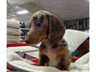 Dachshund Puppy for sale in El Dorado, AR, USA