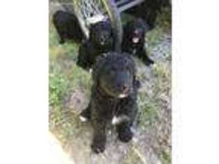 Mutt Puppy for sale in Levant, ME, USA