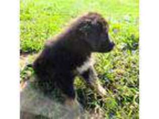 Tibetan Mastiff Puppy for sale in Westernport, MD, USA