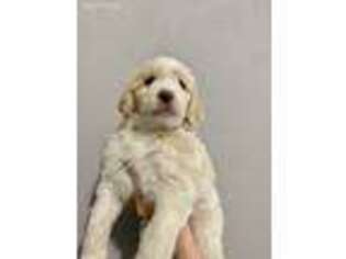 Mutt Puppy for sale in Winchendon, MA, USA