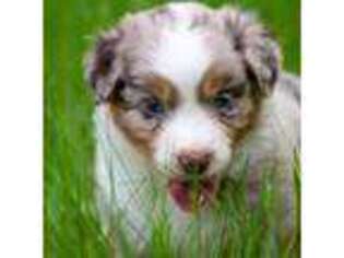 Australian Shepherd Puppy for sale in Coldwater, MS, USA