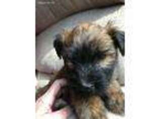 Soft Coated Wheaten Terrier Puppy for sale in Mineral Bluff, GA, USA