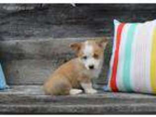 Pembroke Welsh Corgi Puppy for sale in Greensburg, KY, USA