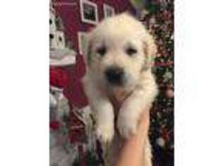 Labrador Retriever Puppy for sale in New Palestine, IN, USA