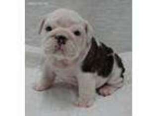 Bulldog Puppy for sale in Oxford, MS, USA