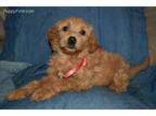 Goldendoodle Puppy for sale in Panama City, FL, USA