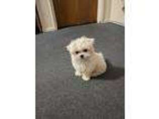 Maltese Puppy for sale in West Covina, CA, USA