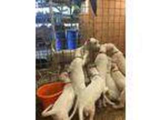 Dogo Argentino Puppy for sale in Dade City, FL, USA