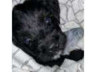 Black Russian Terrier Puppy for sale in Indianapolis, IN, USA