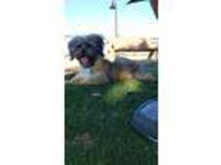 Shorkie Tzu Puppy for sale in Chino, CA, USA
