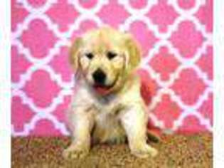 Mutt Puppy for sale in Salem, IA, USA