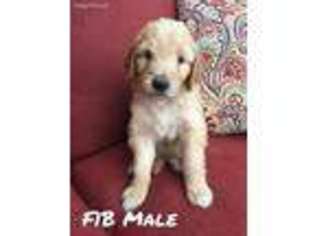 Goldendoodle Puppy for sale in Stryker, OH, USA