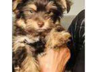 Yorkshire Terrier Puppy for sale in Trumbull, CT, USA
