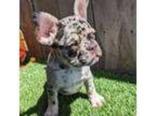 French Bulldog Puppy for sale in San Jose, CA, USA